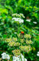 Obraz premium Ladybug on a branch of wildflowers. Macro shot. Blurred background.
