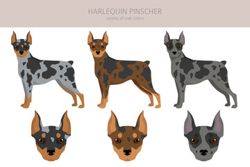 Harlequin pinscher clipart. Different poses, coat colors set.