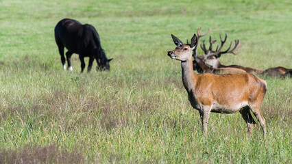 Naklejka na ściany i meble Female red deer with stags and black horse at grazing in summer meadow. Cervus elaphus. Wild animals group on forest clearing. Reddish hind and harts with antlers in background on green grass pasture.
