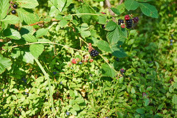 jeżyny, ostrężyna, Rubus fruticosuslas © Marcin Łazarczyk