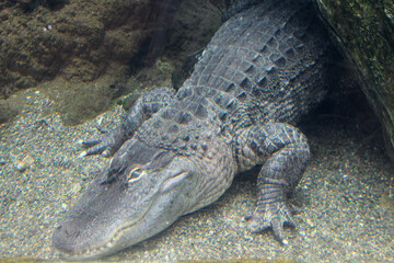 Obraz premium american alligator in a zoo in japan
