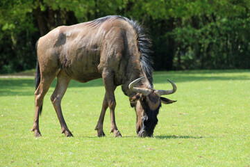 wildebeest in a zoo in france