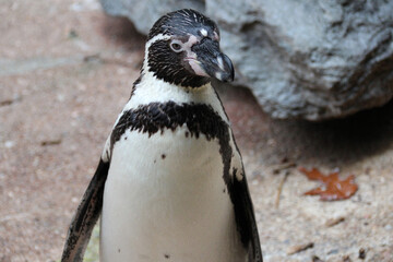 Fototapeta premium Humboldt penguin in a zoo in france