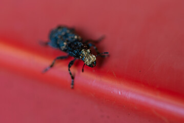 Close-up blue true weevils or bark beetle on red surface