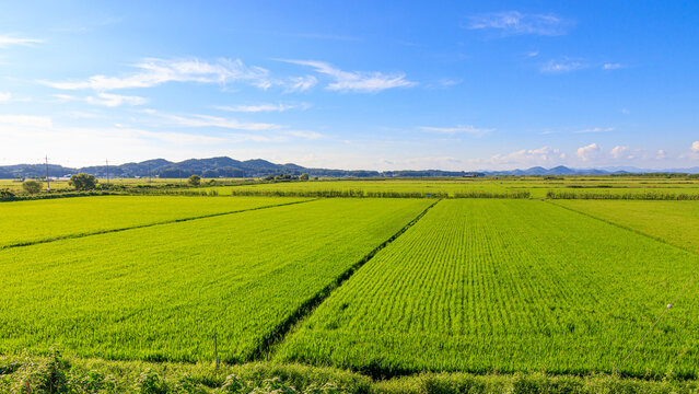 Korean traditional rice farming. Korean rice farming scenery. Rice field and the sky in, Gimpo-si, Gyeonggi-do,Republic of Korea.