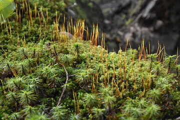moss on the ground