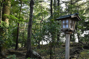 lantern in the woods