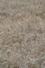 Golden spikelets of ripe wheat grow on large agricultural field. Seasonal fertile harvest on sunny summer day in countryside. Agriculture and farming industry in July at rural site extreme closeup