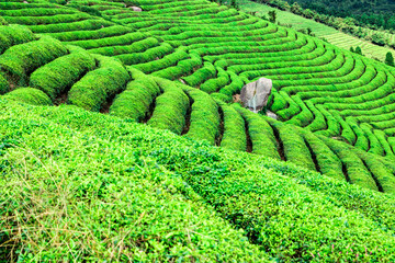 tea plantation