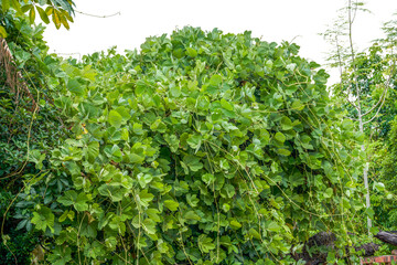 Obraz premium Close-up of lush pumpkin seedlings grown outdoors