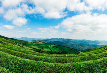 tea plantation