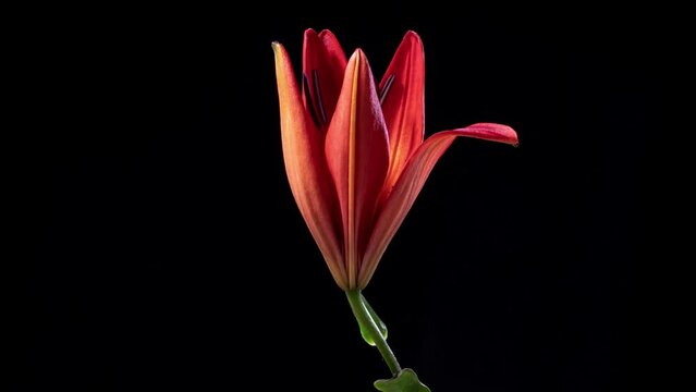 Beautiful time lapse of a red lily blooming.