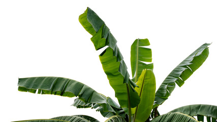 Green banana leaf isolated on white background with clipping path