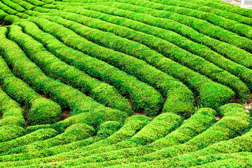 tea plantation