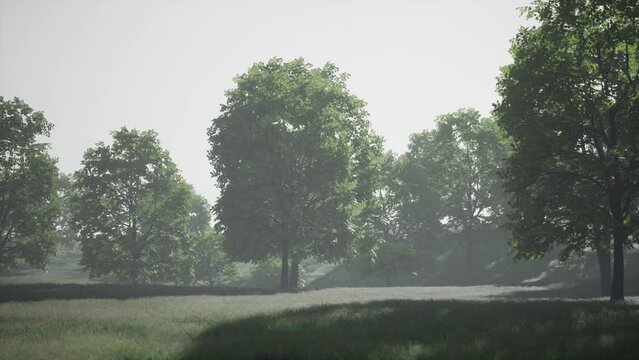 Big mapple tree with green leaves in a summer day