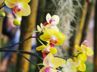 Orchids