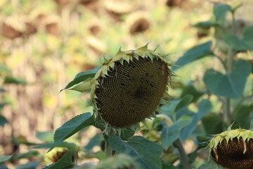 Sunflower basket in the field in autumn