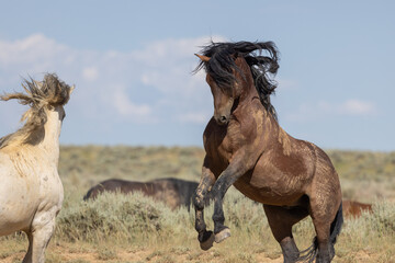 Wild Horse Stallions Fighting in Summer in the Wyoming Desert