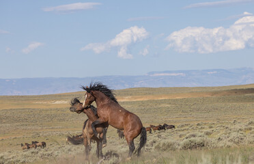 Wild Horse Stallions Fighting in Summer in the Wyoming Desert