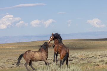 Wild Horse Stallions Fighting in Summer in the Wyoming Desert