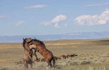 Obraz premium Wild Horse Stallions Fighting in Summer in the Wyoming Desert