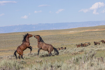Wild Horse Stallions Fighting in Summer in the Wyoming Desert