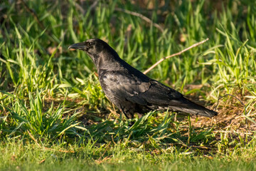 crow on the grass