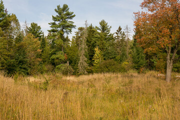 trees in the forest