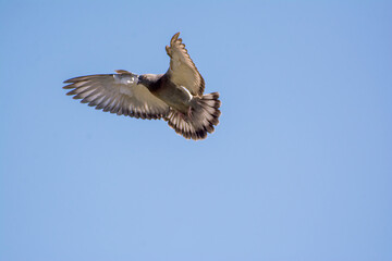 pigeon in air