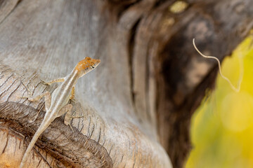Caribbean lizard with dark brown head on a palm trunk in Cuba. Lizard in Cuba