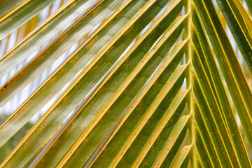 Detail of leaves of a coconut palm tree. Background and texture made from Caribbean palm leaves in Cuba. Green and yellow leaves of a palm tree