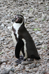 Fototapeta premium Humboldt penguin in a zoo in france