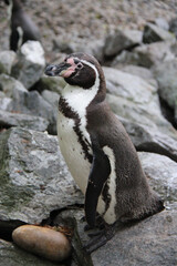 Humboldt penguin in a zoo in france