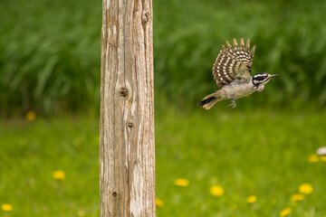 woodpecker flying away from its perch