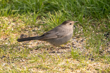 all photos were taken in northern Canada