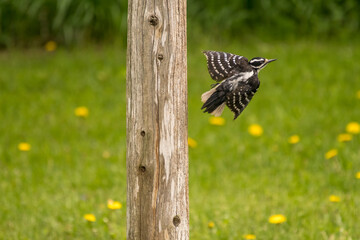 woodpecker in summer flying