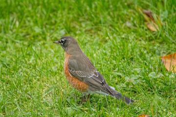robin on the grass