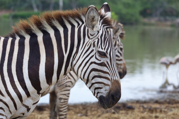 Fototapeta na wymiar Close up head The burchell zebra in national park