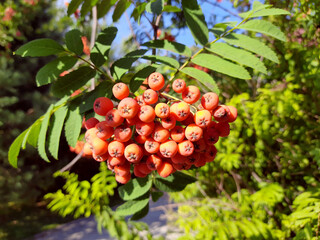 Red rowan berries on a tree in a sunny day, natural medicine, healthy food.