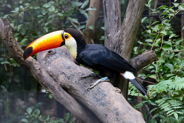 The toco toucan bird on the wood tree in zoology