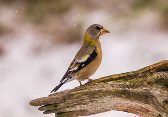 grosbeak on branch in winter