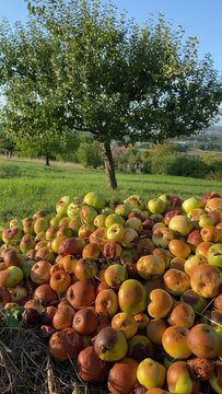 Fallobst auf einer Streuobstwiese - Hochformat