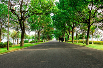 Fototapeta premium avenue of trees