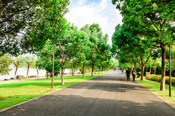 avenue of trees