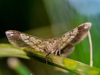 Fototapeta na wymiar The camouflage pattern on looper moth wings