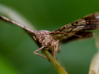 The camouflage pattern on looper moth wings