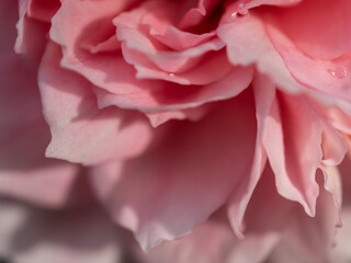 Delicate Princess Meiko rose petals as nature background