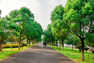 Fototapeta na wymiar avenue of trees