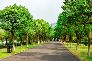 Fototapeta na wymiar avenue of trees