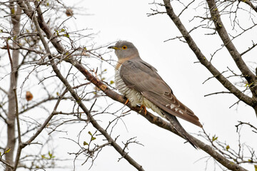 Common Cuckoo // Kuckuck (Cuculus canorus)